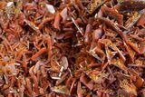 Fiery, Red-Orange Wulfenite Cluster - Kuruktag Mountains, China #361064-1